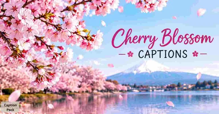 Cherry Blossom Captions
